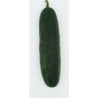 Landgurken