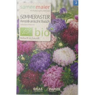 Sommeraster Amerikanische busch
