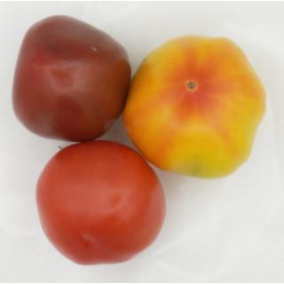 Fleischtomaten Mix 3 Farben